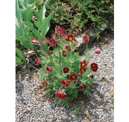 Pulsatilla vulgaris ´Rote Glocke´ / Koniklec obecný bordový, C1,5