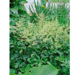Astilbe arendsii ´Brautschleier´ / Čechrava Arendsova, C3