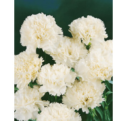 Dianthus ´Perfume Pinks® ´Memories´  / Voňavý hřebíček, K7