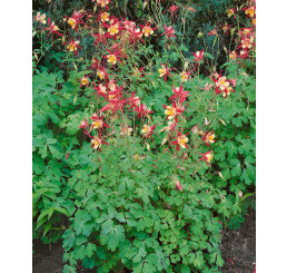 Aquilegia caerulea Koralle / Orlíček , K9