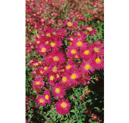 Aster novi belgii ´Jenny´ / Hvězdnice novobelgická, C1,5