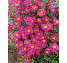 Aster novi-belgii 'Karminkuppel' / Astra novobelgická , K9