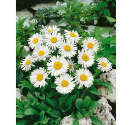 Aster alpinus ´White Beauty´ / Hvězdnice alpská / Astra, K9