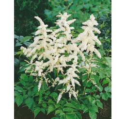 Astilbe japonica 'Deutschland' / Astilbe japonská , K9