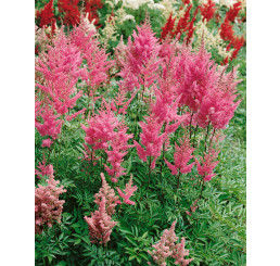 Astilbe japonica 'Rheinland' / Astilbe japonská , K9