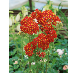 Achillea millefolium ´Summer Fruits Carmine´ / Řebříček obecný červený, K9