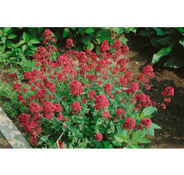 Centranthus ruber ´Coccineus´ / Mavuň, K9