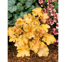 Heuchera ´Amber Waves´ / Dlužicha / Heuchera, K9