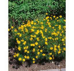 Coreopsis verticillata ´Zagreb´ / Krásnoočko přeslenité, K9