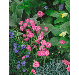 Armeria maritima ´Splendens´ / Trávnička přímořská růžovočer., K9