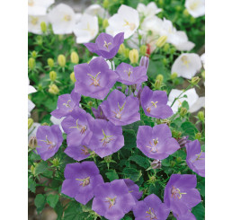 Campanula carp. ´Clips Blue´ / Zvonek karpatský modrý, K9