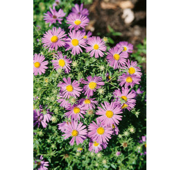 Aster oblongifolius / Aromatická astra / Symphyotrichum oblongifolium , K9
