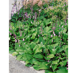 Hosta ventricosa / Hosta / Bohyška / Funkie, K9