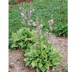 Hosta nakaiana ´Golden Tiara´ / Bohyška / Funkie, C1