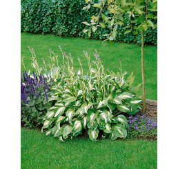 Hosta ´Mediovariegata´ / Bohyška / Funkie, K9