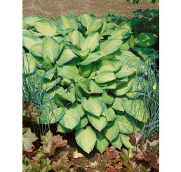 Hosta ´Gold Standard´ / Bohyška / Funkie, C1,5