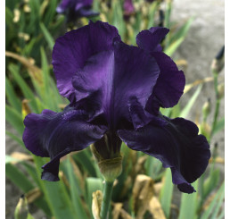 Iris germanica ´Night Owl´ / Kosatec německý , I.