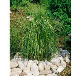 Spartina pectinata ´Aureomarginata´ / Spartina hřebenitá, 30 - 40 cm, C1,5