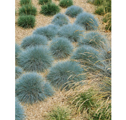 Festuca cinerea ´Azurit´ / Kostřava popelavá, K9