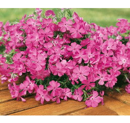 Phlox sub. ´Mc Daniel´s Cushion´ / Plamenka šídlovitá bledě cykl., K9