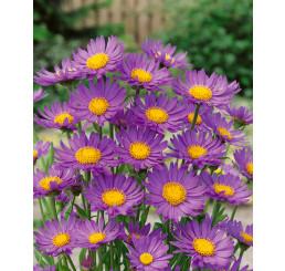 Aster alpinus ´Dark Beauty´ / Hvězdnice alpská tmavě fialová / Astra, K9