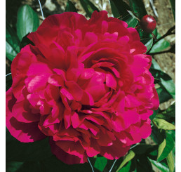 Paeonia lact. ´Kansas´ /  Pivoňka bylinná, VK/C1