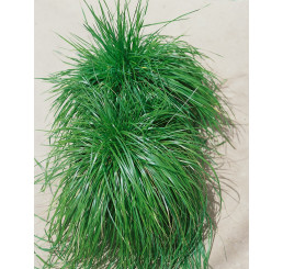 Deschampsia caespitosa 'Bronzeschleier' / Metlice trsnatá - Bronzový závoj, K9