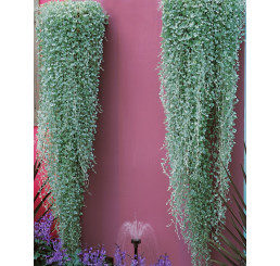 Dichondra ´Silver Falls´ / Dichondra ´Stříbrný vodopád´, K7