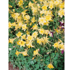 Aquilegia caerulea Spring Magic Yellow / Orlíček , K9