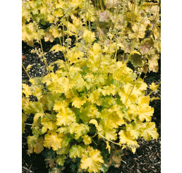 Heuchera 'Lime Rickey' / Heuchera , C1,5