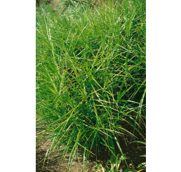 Carex muskingumensis 'Little Midge' / Ostřice muskingumenská , K9