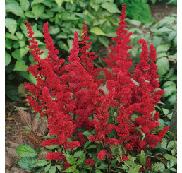 Astilbe ´MIX´ / Směs čechrav, bal. 3 ks, 2/3