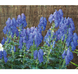 Aconitum carmichaeli ´Arendsiiˇ / Oměj, K9