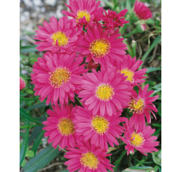 Aster novi-belgii 'Royal Ruby' / Astra novobelgická , K9
