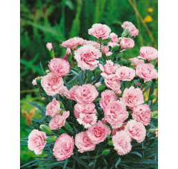 Dianthus ´Perfume Pinks® ´Candy Floss´  / Voňavý hřebíček, K7