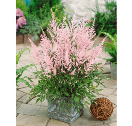 Astilbe arendsii ´Bressingham Beauty´ / Čechrava bledě růžová, K9