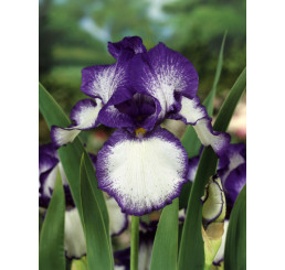Iris germanica ´Loop the Loop´ / Kosatec německý, I.