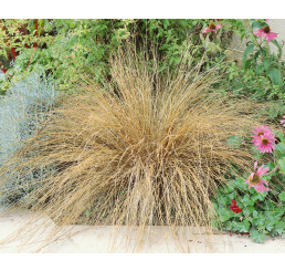 Carex buchananii / Ostřice Buchananova, K9