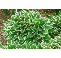 Hosta undulata ´Albomarginata´ / Funkie / Bohyška vlnitolistá, C1