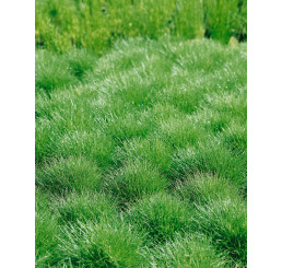 Festuca scoparia ´Pic Carlit´ / Kostřava medvědí, K9
