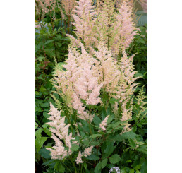Astilbe japonica ´Europa´ / Čechrava bledě růžová, K9