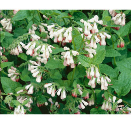 Symphytum grandiflorum ´Hidcote Pink´ / Kostival velkokvětý, K9