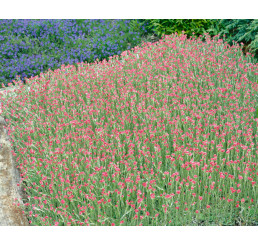 Antennaria dioica 'Rotes Wunder' / Plešivec dvoudomý , K9
