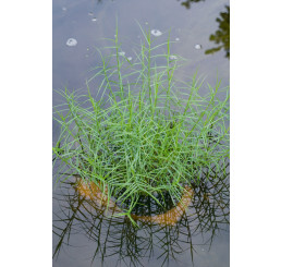 Carex muskingumensis 'Little Midge' / Ostřice muskingumenská , K9
