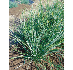 Sesleria heufleriana / Pěchava Heuflerova, C1,5