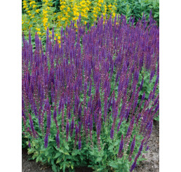Salvia nemorosa ´Ost Friesland´ / Šalvěj hajní , K9