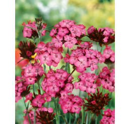 Dianthus carthusianorum / Hřebíček kartuziánský , K9
