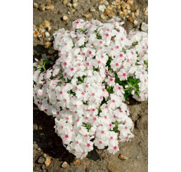 Phlox subulata ´Amazing Grace´ / Plamenka šídlovitá, K9