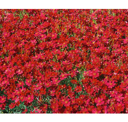 Coreopsis verticillata Limerock Ruby / Kráska, krásnoočko , C1,5
