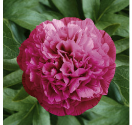 Paeonia lact. ´Rosea Plena´ /  Pivoňka bylinná, C1,5